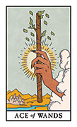 Ace of Wands